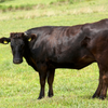 The History of Wagyu Beef in America