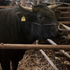 The Cow Behind the Cuts: Japanese Wagyu Cattle Breeds