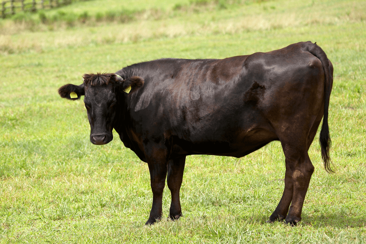 The History of Wagyu Beef in America