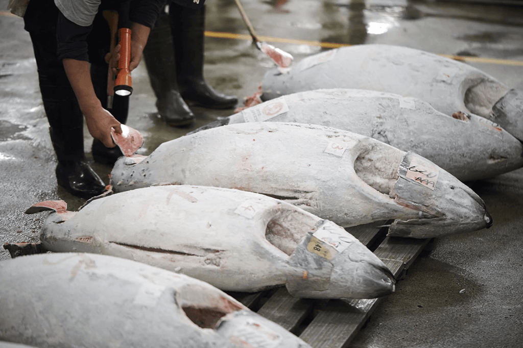 Why is Japanese Seafood So Fresh Worldwide?