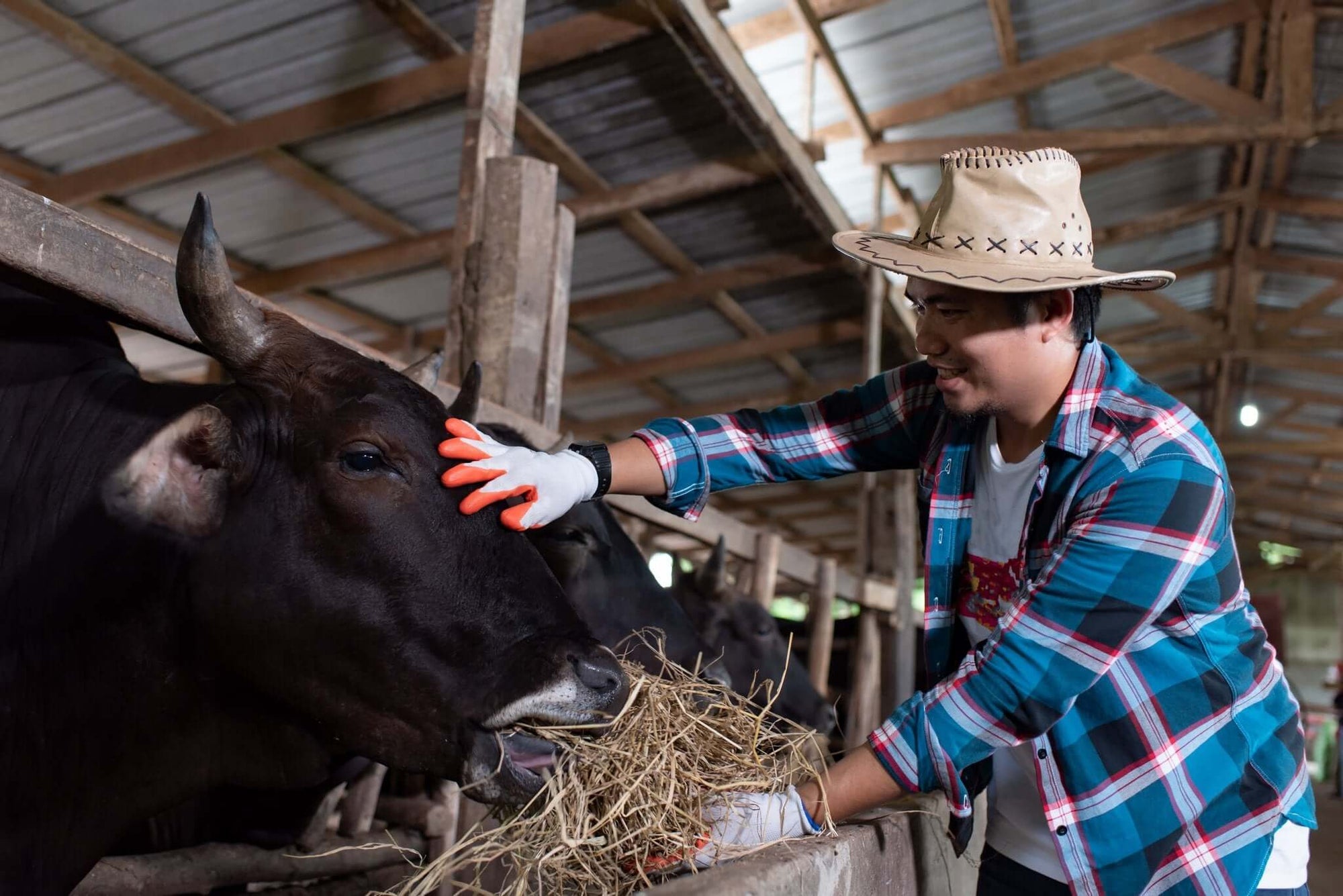 Japanese vs. American Wagyu Beef: What’s the Difference?-WAGYUMAN