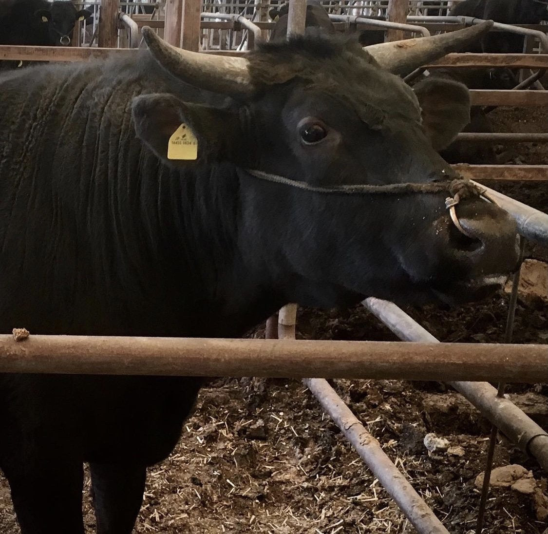 The Cow Behind the Cuts: Japanese Wagyu Cattle Breeds