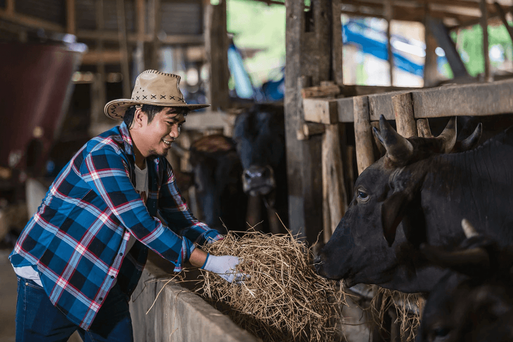 What is Fed to Japanese Wagyu?